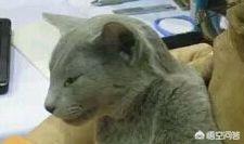 欧洲短毛猫:欧洲短毛猫和狸花猫的区别 英短、俄罗斯蓝猫和沙特尔猫这三种猫的区别在哪里？