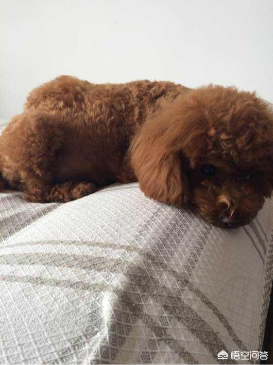 怎么训泰迪狗叫妈妈:你家泰迪犬把你当妈妈吗？怎么样可以看出来？