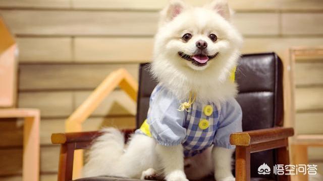 博美犬图片:宠主饲养博美时，有哪些误区呢？