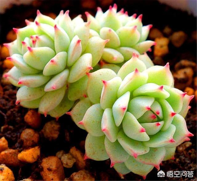 头条问答 摄影怎么拍多肉植物 静夜 15个回答