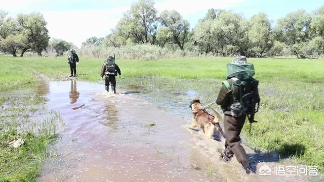 美国猎狐犬新疆:狗狗待遇最高：狗窝都有蚊帐的新疆北湾，蚊子到底有多恐怖？ 美国猎狐犬与比格犬