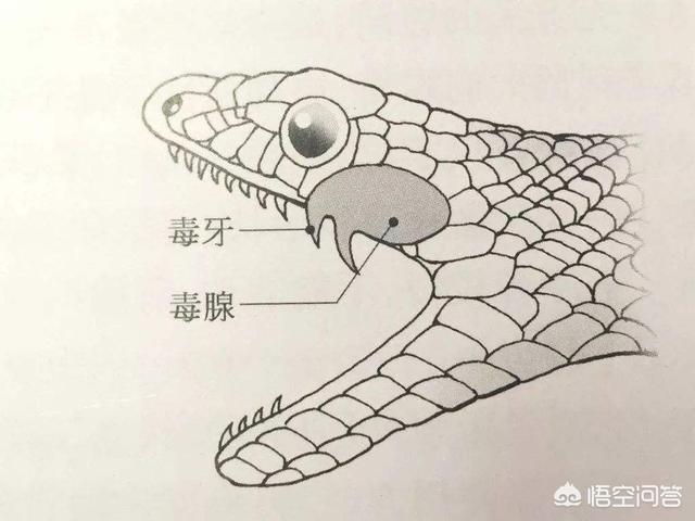 毒蛇为什么冷血，在中国，为什么银环蛇蛇毒能排第一有什么依据