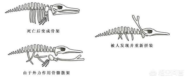 真龙现身事件:世界上有传说中的龙吗？为什么？