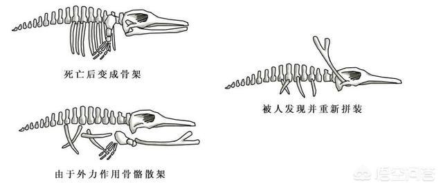 国家为什么隐瞒龙的存在，为何中国的崇拜图腾是龙而不是其他真实存在的动物