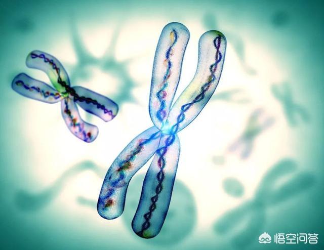 神奇八卦井:“换花草”有科学依据吗？贵州占里村的生育现象如何科学的解释？