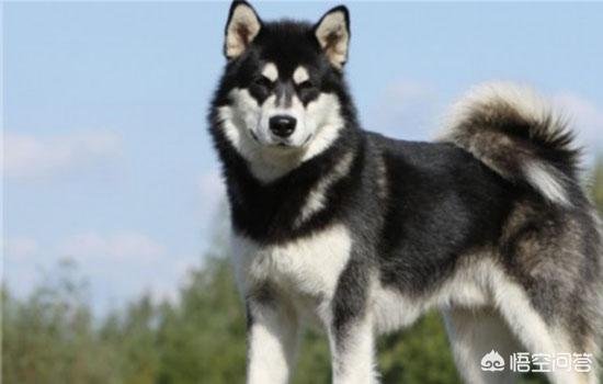 阿拉斯加犬性格脾气:阿拉斯加雪橇犬有什么优点缺点？