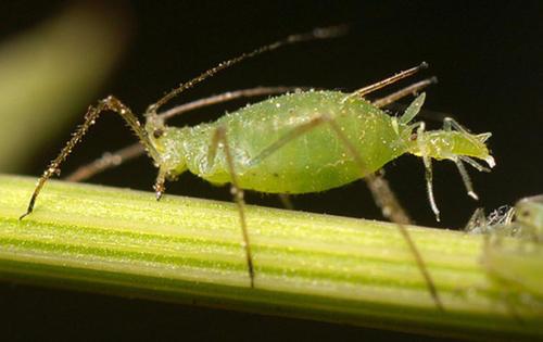 大冬瓜幼苗蚜虫怎么防治:我养的花长蚜虫了，怎么驱除？