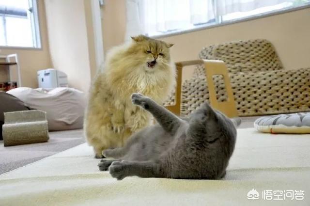 两只短腿猫打架:我家两只猫一公一母，两只猫天天打架，想知道他俩是真打还是玩？