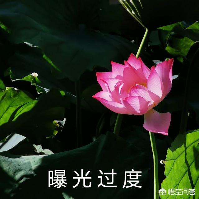 贝特爱思染膏调色说明:想染发，自带染发膏去理发店是不是就不用调色的步骤了？