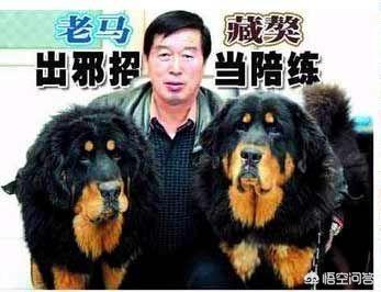 养藏獒，培养王军霞等奥运冠军，70多岁的马俊仁现状如何？