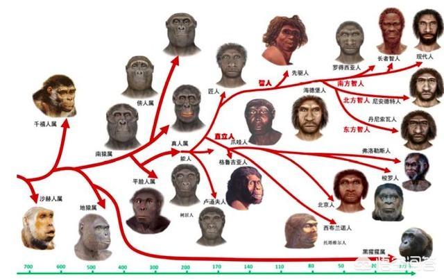 动物交配图:老虎和狮子到底交配成什么？