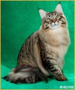 缅因猫兽:最好看的银虎斑缅因猫长什么样子？