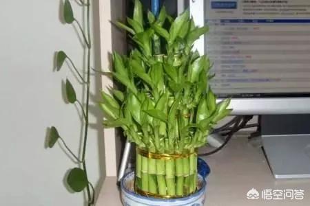 富贵竹的种植方法及注意事项:富贵竹的繁殖方法和养殖技巧？