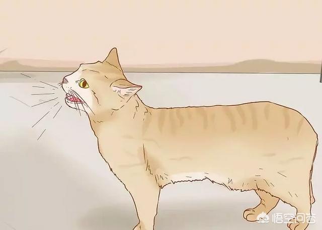 怎么判断猫有没有怀孕,怎么知道猫咪是不是有孩子了？