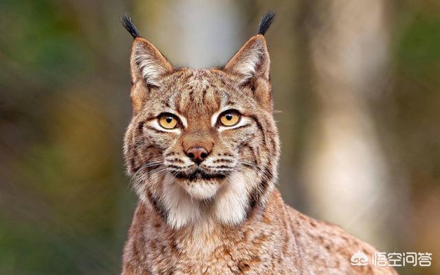 猞猁与人交尾:猫和老虎到底有什么渊源？