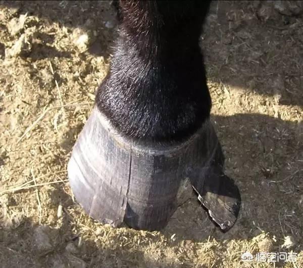 为什么马蹄上要钉蹄铁，为什么多数情况下牛不需要钉牛掌，而马需要钉马掌