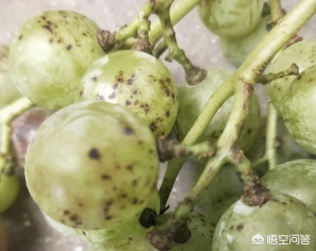 葡萄树的害虫有哪些:葡萄出现黑果病是什么原因？