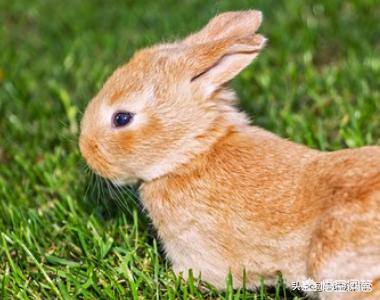 宠物兔子怎么养需要洗澡吗:新手养兔子有哪些需要注意的事项？