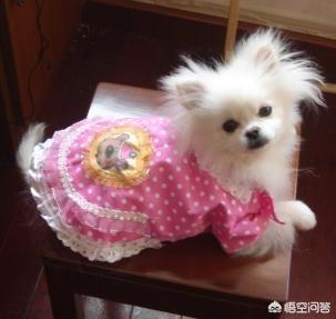 折纸约克夏犬实拍:狗狗的四脚衣服如何制做？