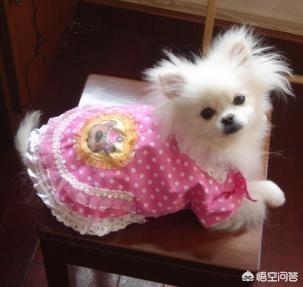 小狗狗的衣服:狗狗的四脚衣服如何制做？