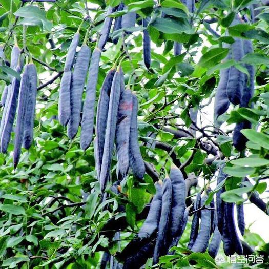华汉个人资料:古代没有洗衣粉，所以衣服是不是又脏又臭还特别油？