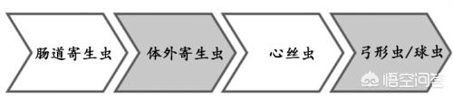 犬绦虫病传染给其他狗吗:狗狗身上的虱子会传染人吗？