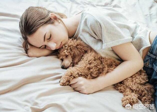 贵宾犬训练用什么奖励:主人做什么，会让泰迪犬感到非常感动的呢？