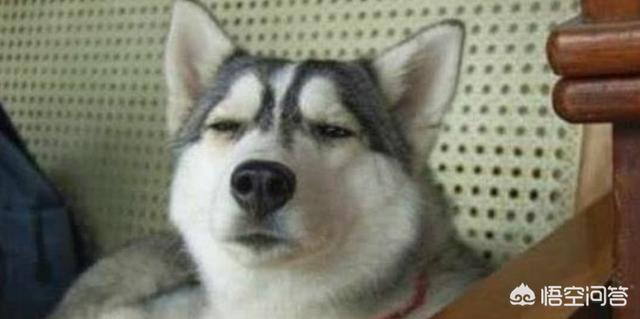 鹰叭犬王大帝多少钱一个:如果城里只能养一种犬。你希望是哪种犬？为什么？
