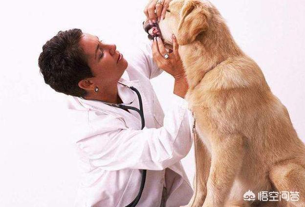 金毛体臭:金毛犬真的暖吗？金毛犬会有什么样的缺点？