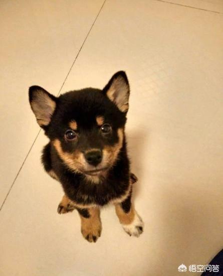 日本俊介君是什么狗:俊介君是什么品种的狗 柴犬和土狗的区别是什么？