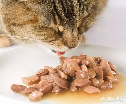 英短猫罐头推荐:十元以内的猫罐头推荐，给它伴着猫粮吃的那种？