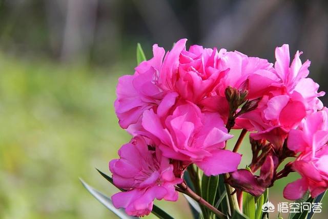 家里万万不要养这3种花,卧室不适合摆放什么花卉？