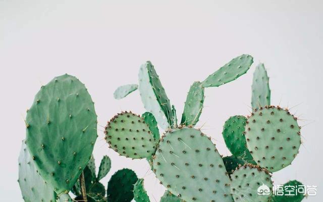 家里万万不要养这3种花,卧室不适合摆放什么花卉？