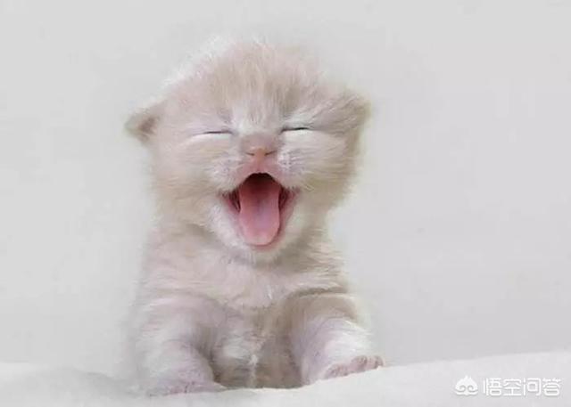 狗宠物零食加工:为什么现在的一些宠物狗宠物猫只能吃猫粮狗粮？ 狗狗宠物零食工厂