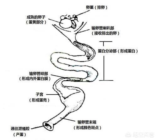鸟的祖先图片:母鸡是如何“受孕”的？为何母鸡在没有受精的情况下也能产蛋？