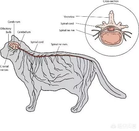 猫咪猎手:猫为什么咬尾巴兜圈子，还要发出叫声？