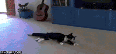 猫咪猎手:猫为什么咬尾巴兜圈子，还要发出叫声？