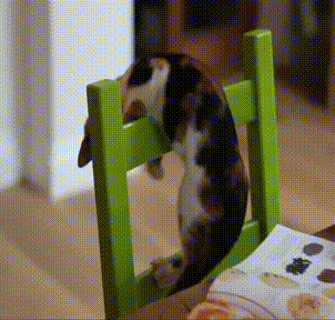 猫咪猎手:猫为什么咬尾巴兜圈子，还要发出叫声？