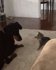 猫咪猎手:猫为什么咬尾巴兜圈子，还要发出叫声？