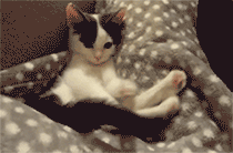 猫咪猎手:猫为什么咬尾巴兜圈子，还要发出叫声？