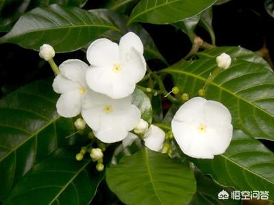 黄褐斑怎么办(女人脸上有黄褐斑怎么办)