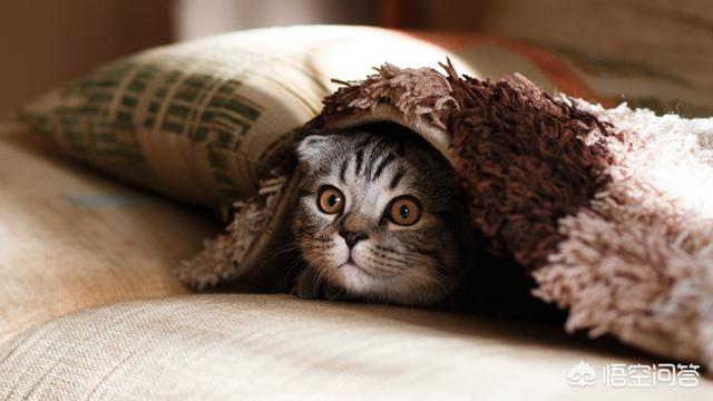 宠物医生手册免费阅读:猫的泪痕让毛变橙色，猫咪泪痕怎么擦的干净？ 宠物医生手册电子版