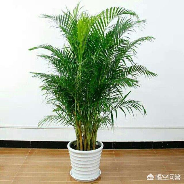 客厅大,花盆栽什么花好？