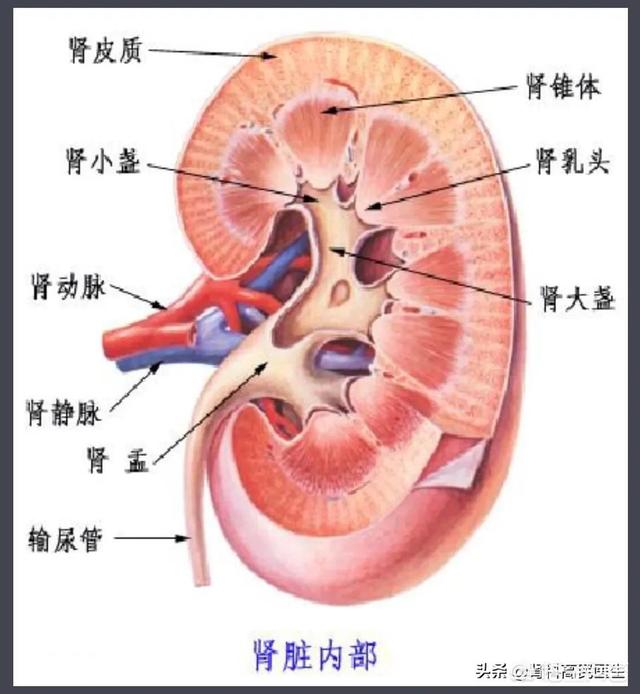 肾在哪个部位图片_肾的结构示意图