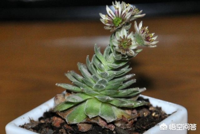 紫牡丹是长生草属吗:我的多肉紫牡丹这是要开花了吗？开花后会不会死？应该怎么办？
