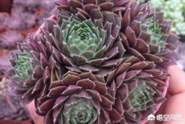 紫牡丹是长生草属吗:我的多肉紫牡丹这是要开花了吗？开花后会不会死？应该怎么办？