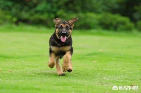 德国牧羊犬怎样训练放羊:农村山林专门赶羊买什么狗好？