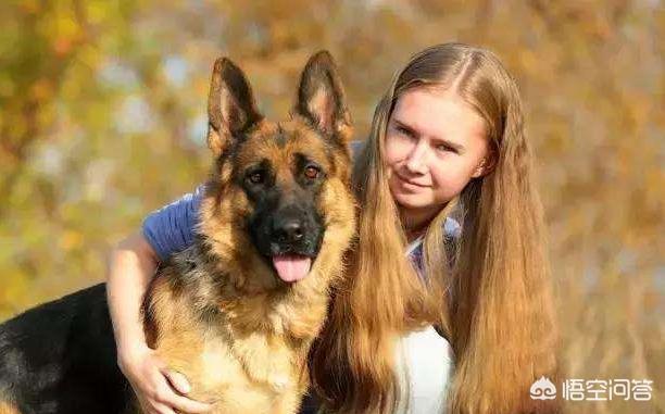 德国牧羊犬怎样训练放羊:农村山林专门赶羊买什么狗好？