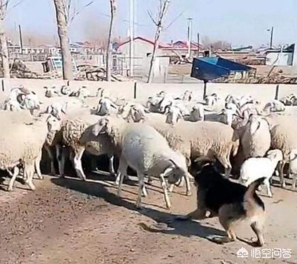 德国牧羊犬怎样训练放羊:农村山林专门赶羊买什么狗好？