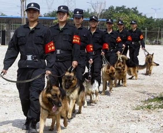 德国牧羊犬怎样训练放羊:农村山林专门赶羊买什么狗好？